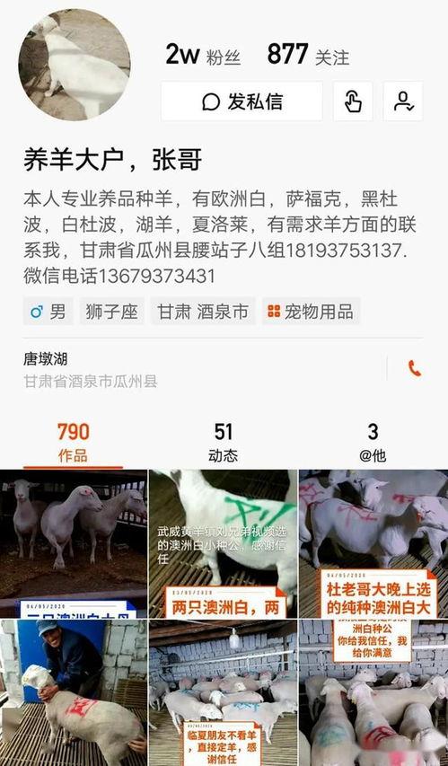 网红卖羊,网红带货背后的羊群心理解析