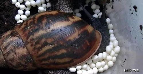 吃土的瓜牛,揭秘网络红人的成长之路