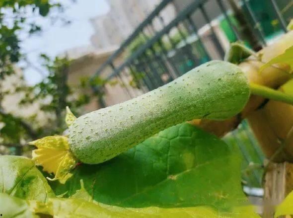 老吃瓜会得什么病毒,长期沉迷“吃瓜”人群易感染何种病毒？揭秘健康隐患