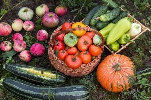 吃瓜指什么数字,数字背后的网络文化现象